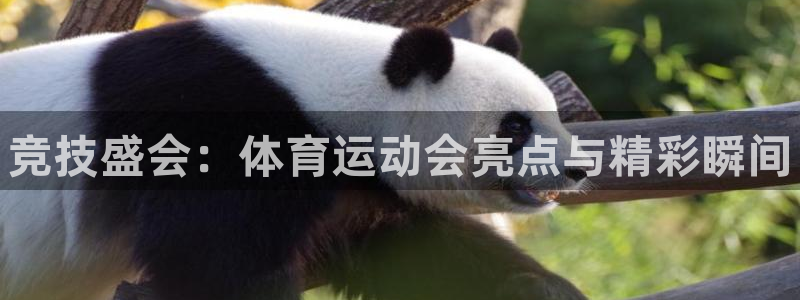 J9官网下载平台：竞技盛会：体育运动会亮点与精彩瞬间